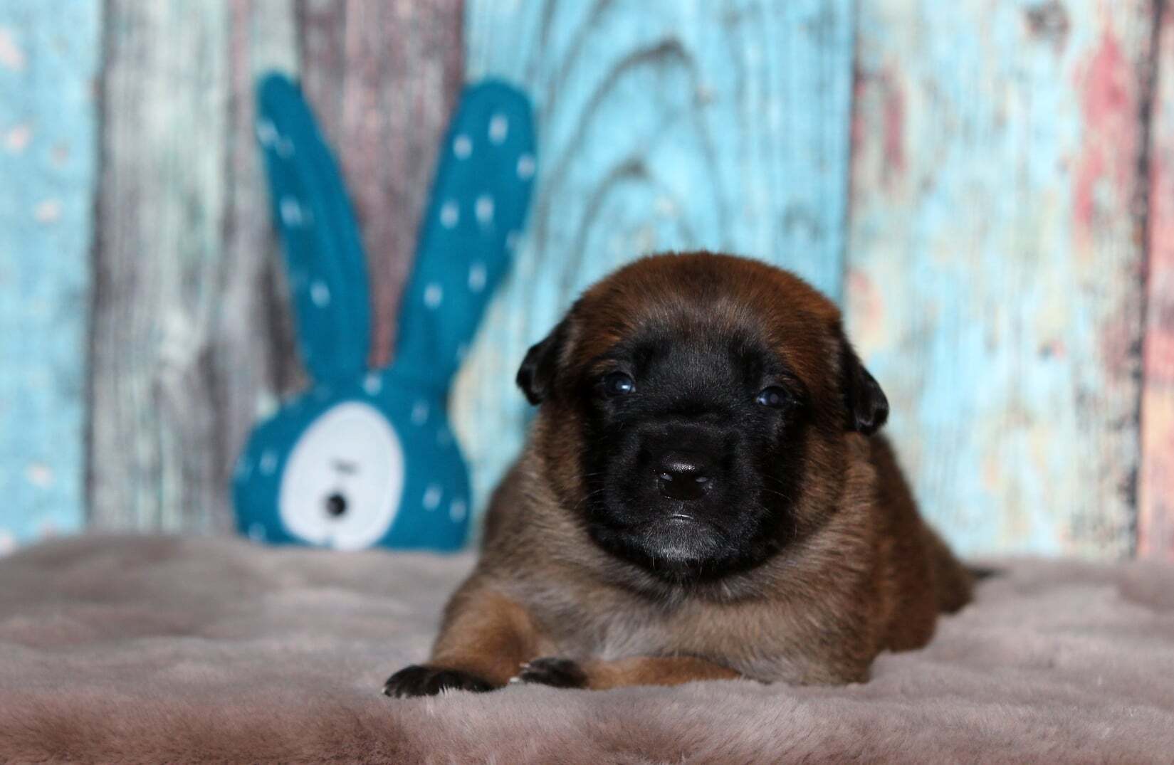 Rüde Lila