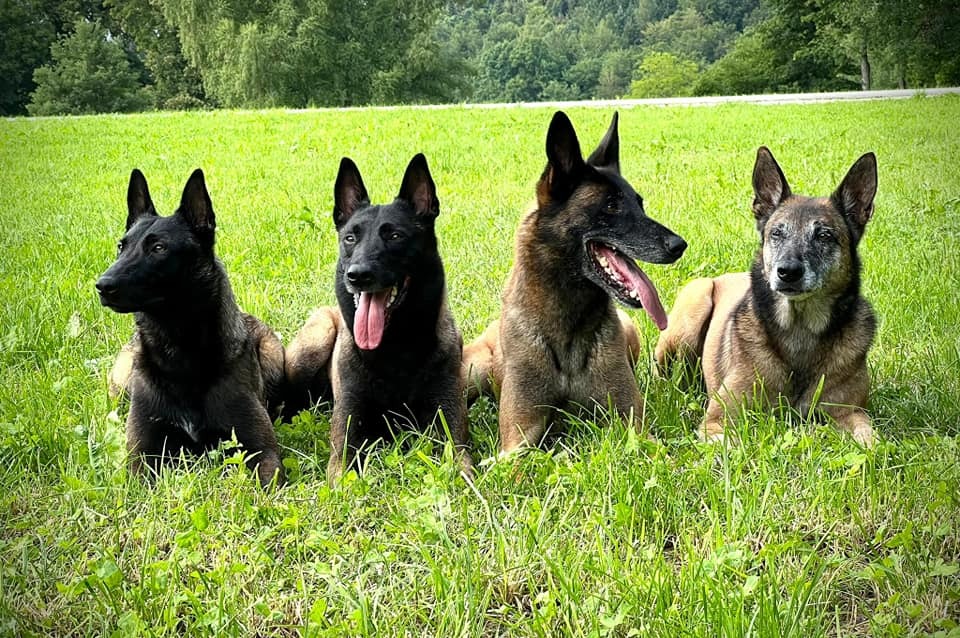 Lois, Taskin, Azuka und Bazooka