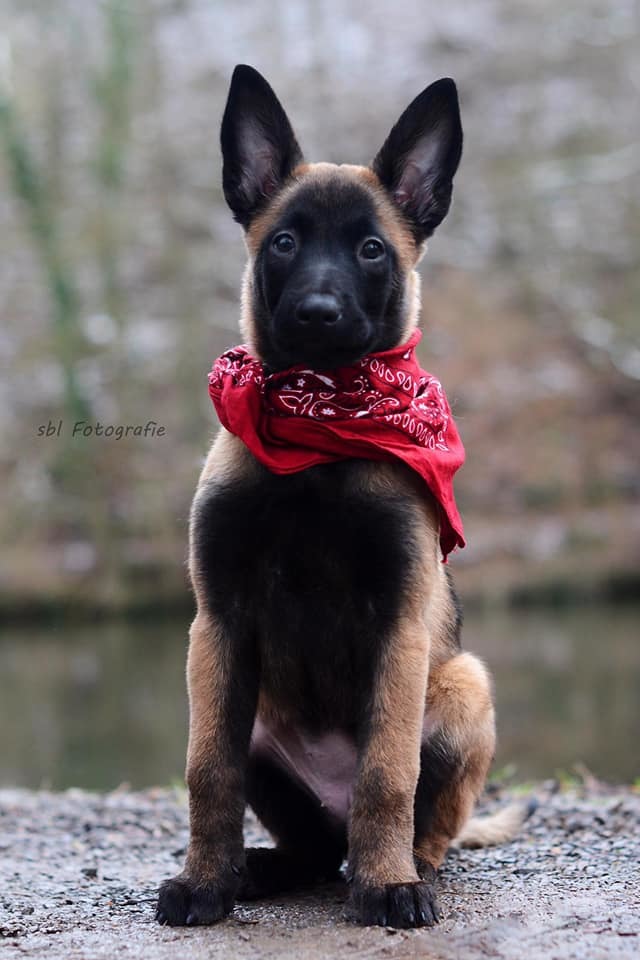 Malinois vom Buxtehuder Bullen News 2019