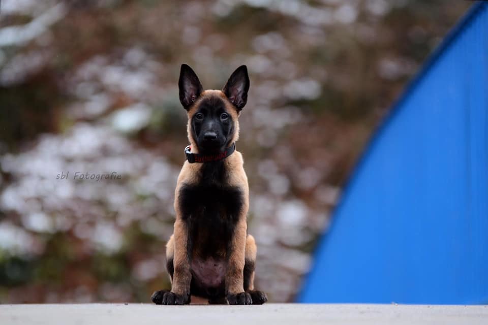 Malinois vom Buxtehuder Bullen News 2019