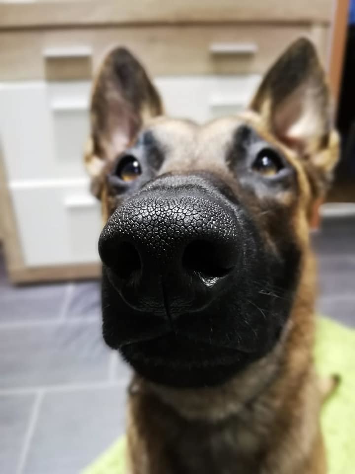 Dexter
