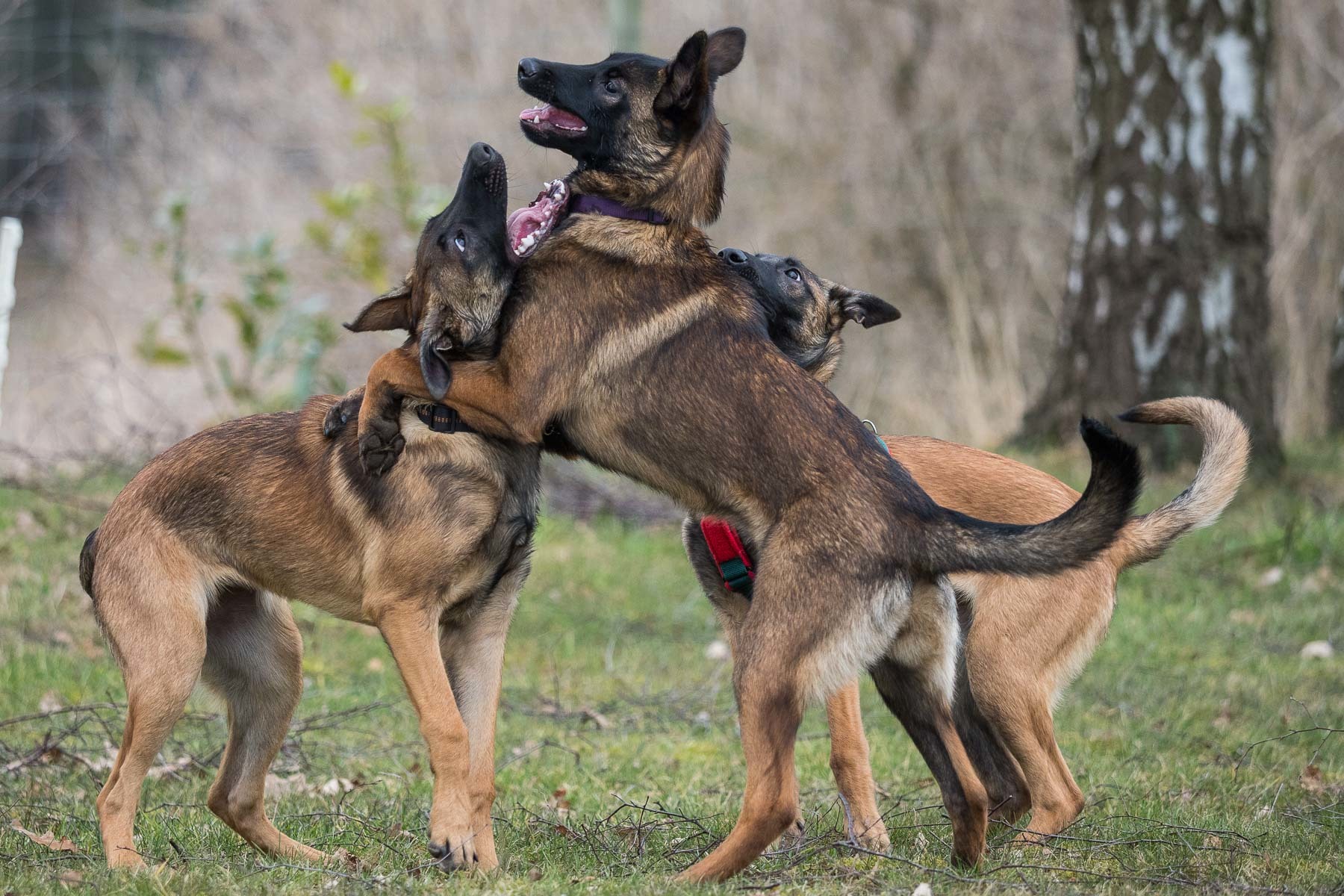 Ciona, Cougar & Crümel