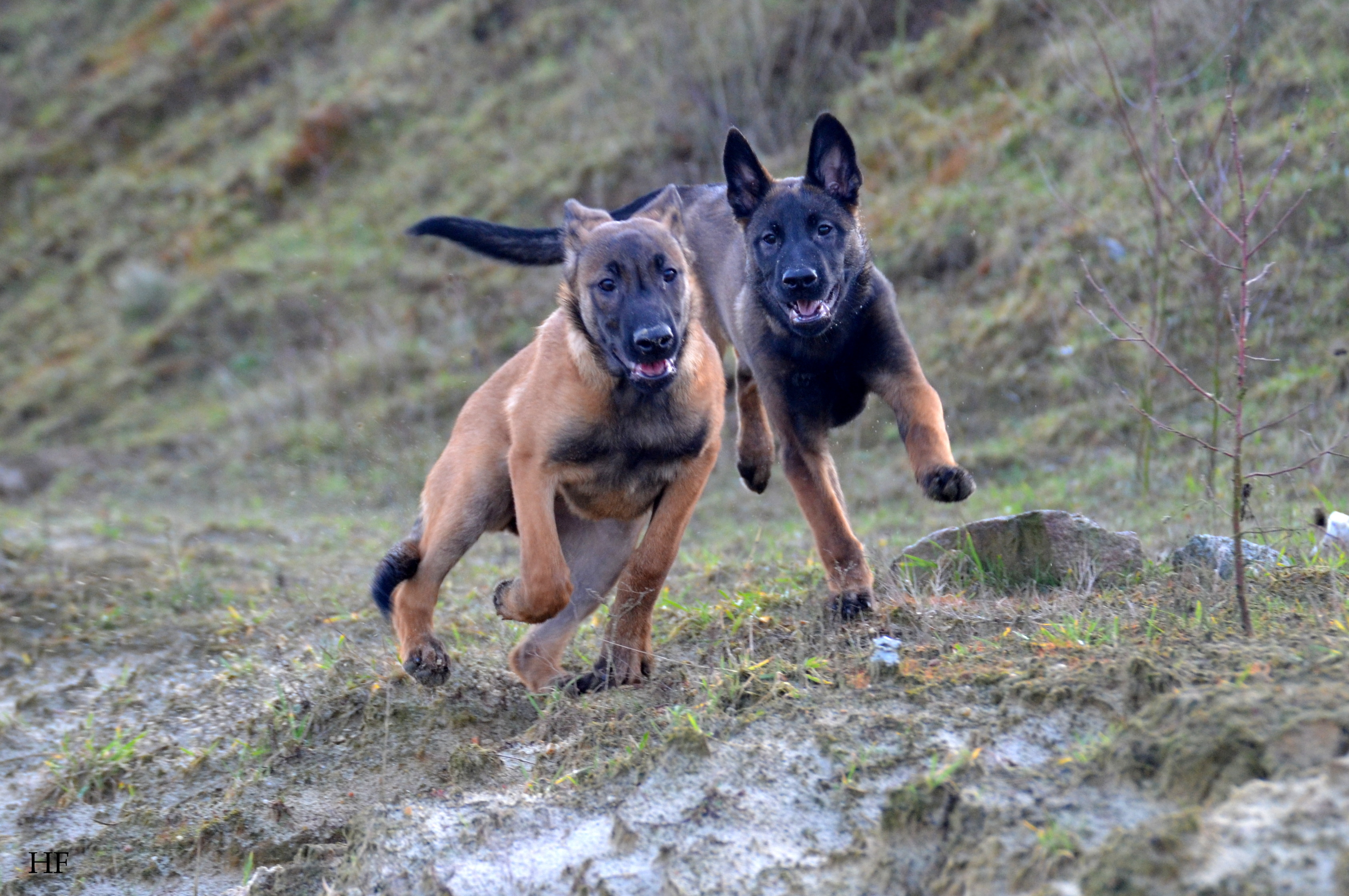 Cookie & Cougar