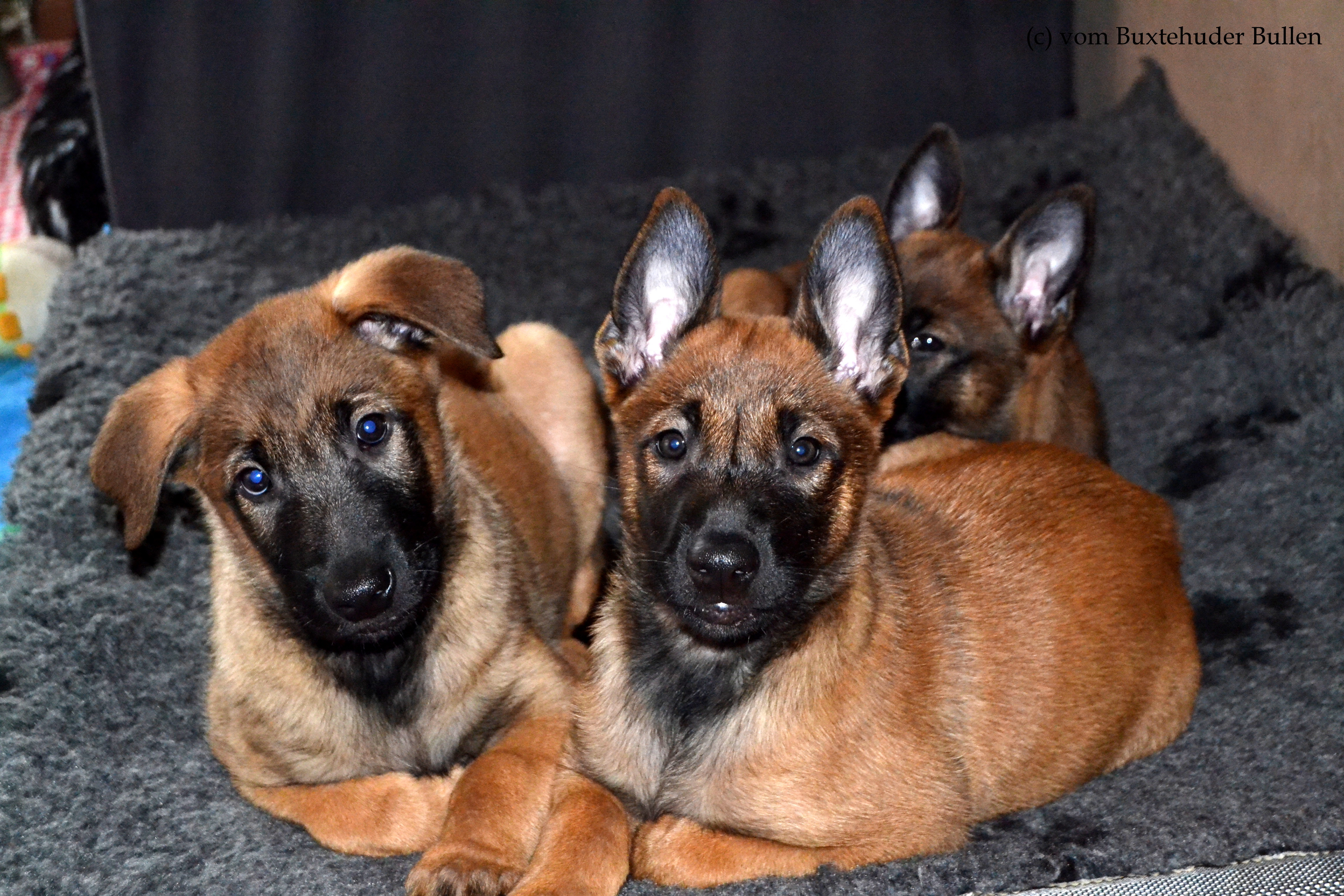 Chase & Cookie, im Hintergrund Chelsea