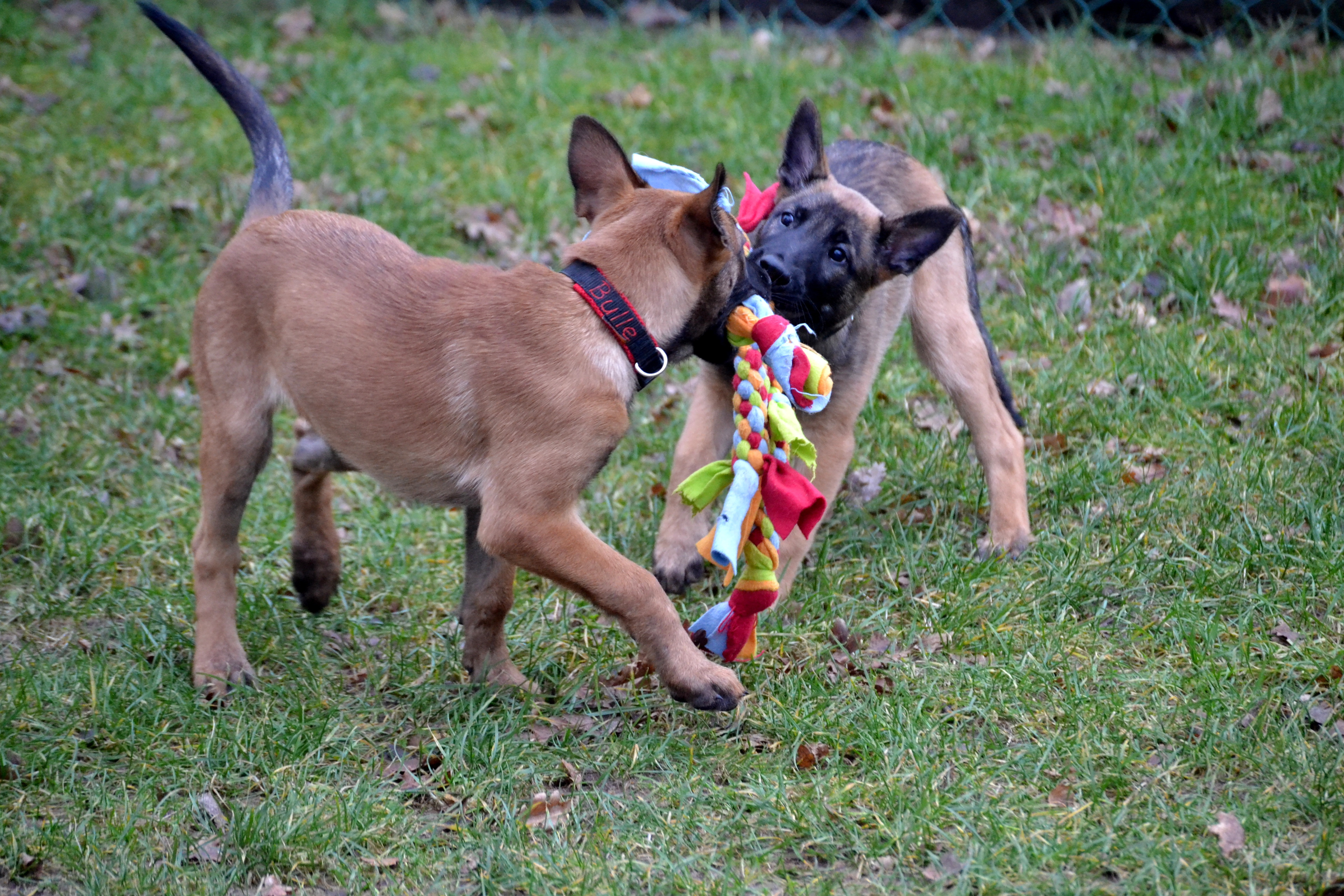 Cookie & Calimero