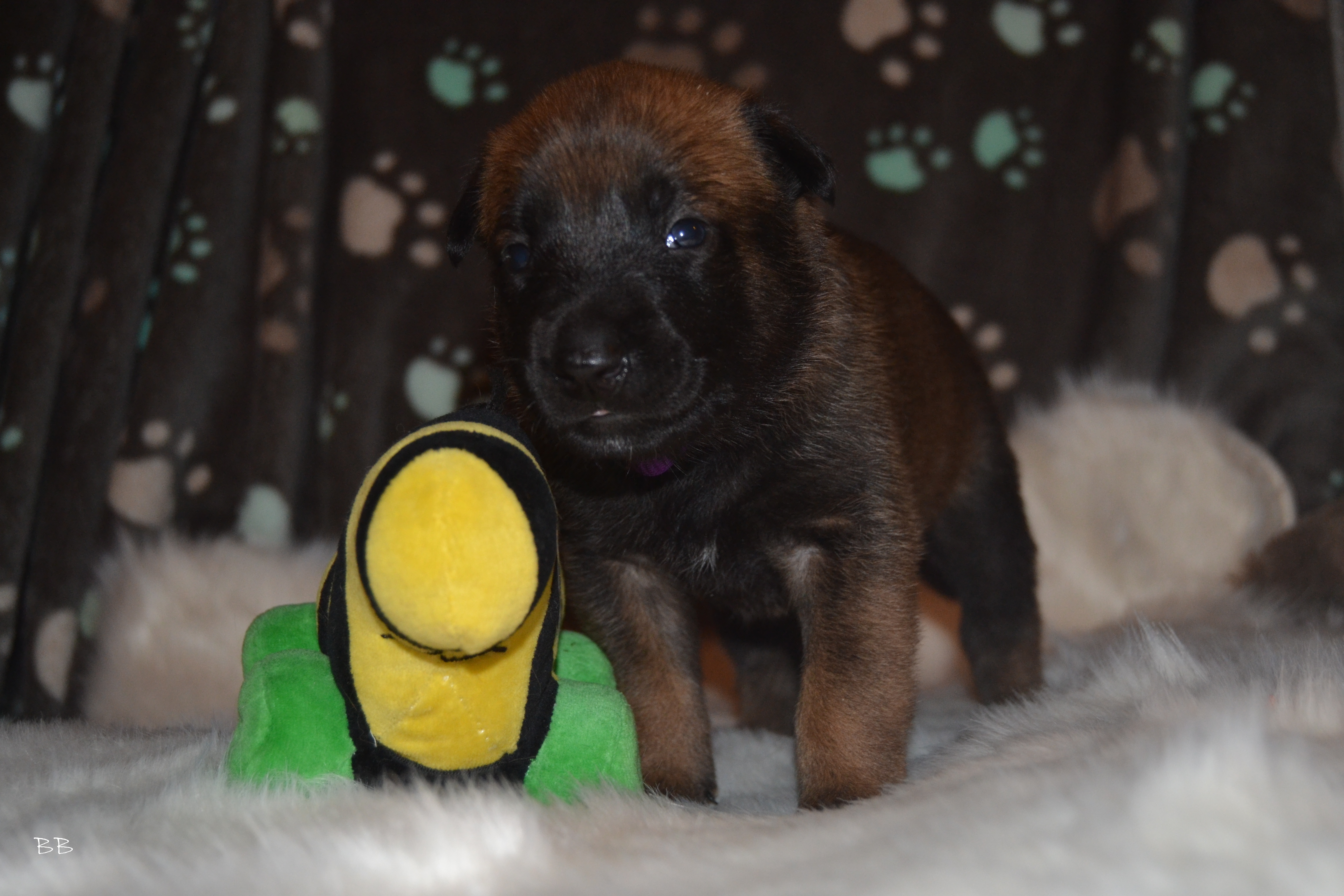 Herr Lila