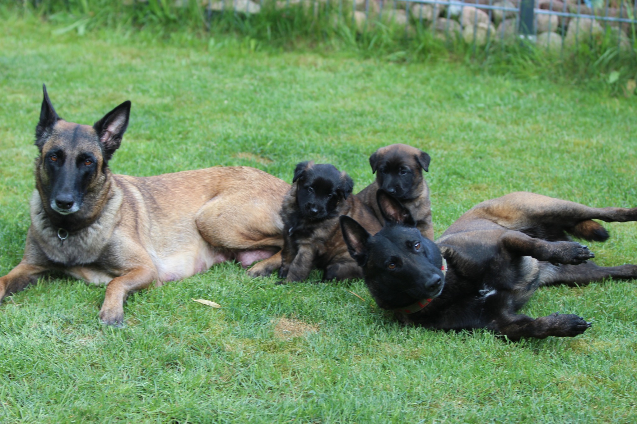 Family