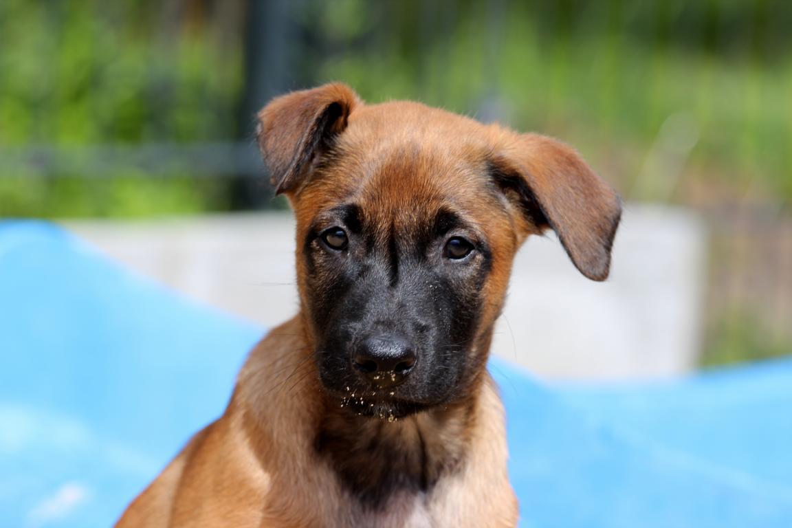 Enzo