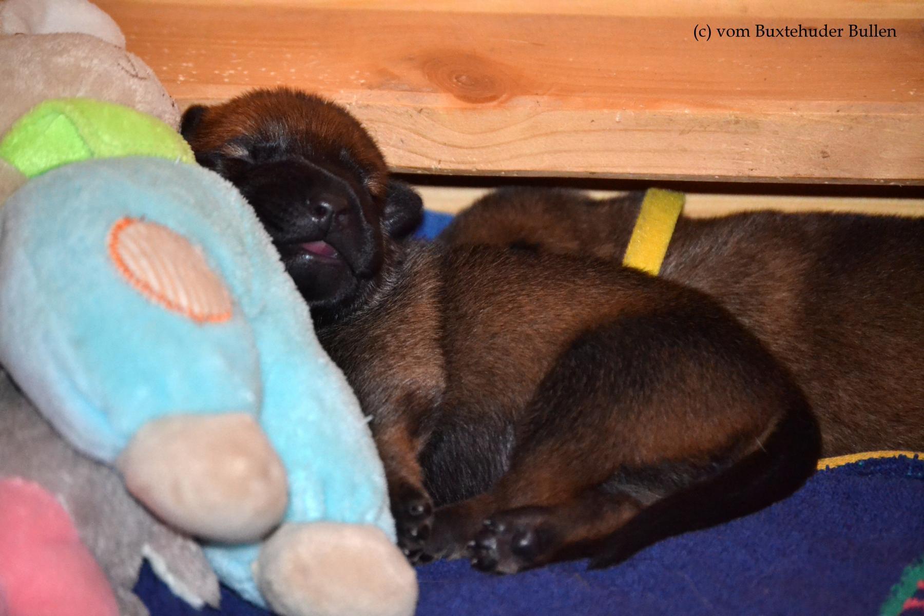 Frau Rot und Frau Gelb kuscheln...