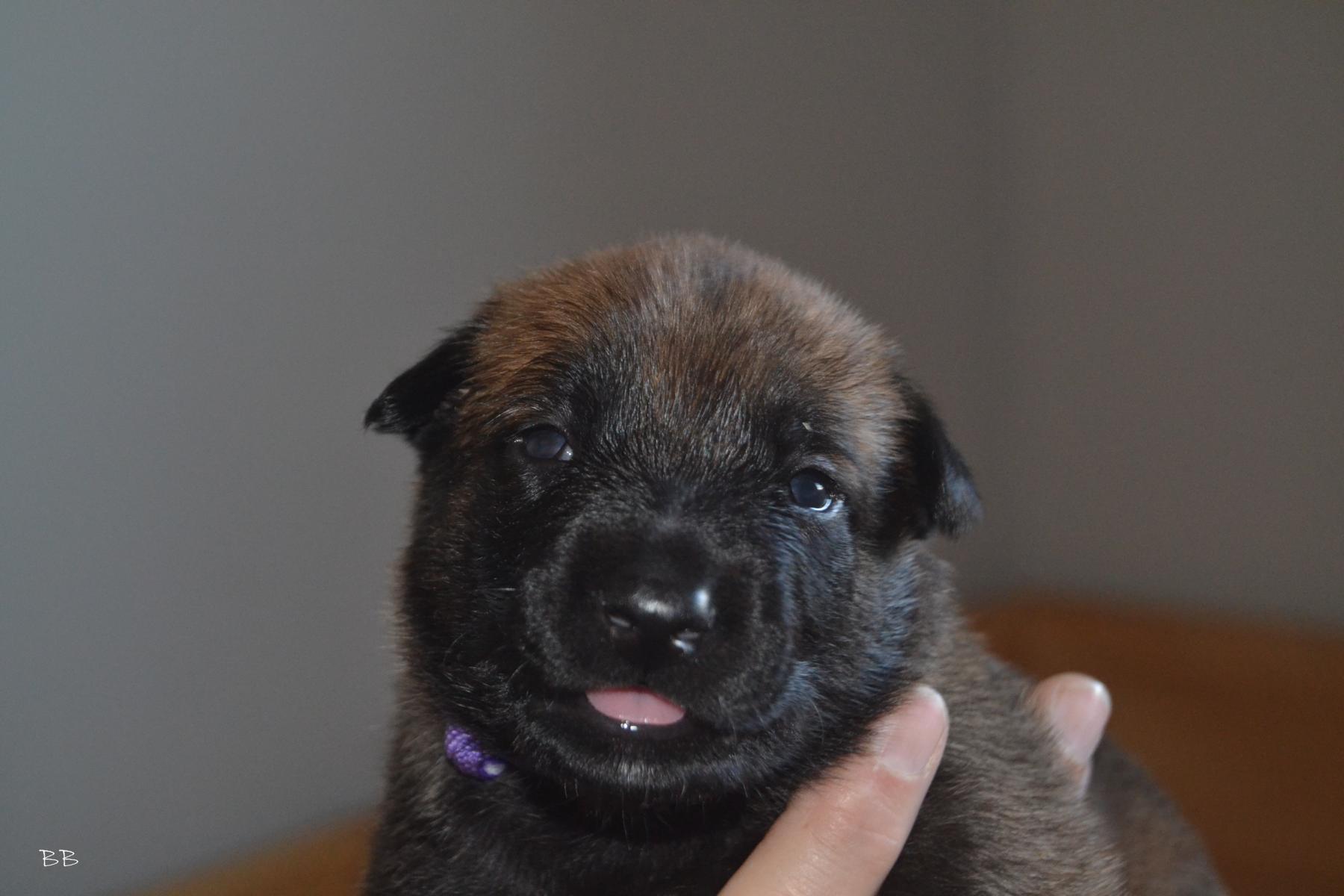 Herr Lila