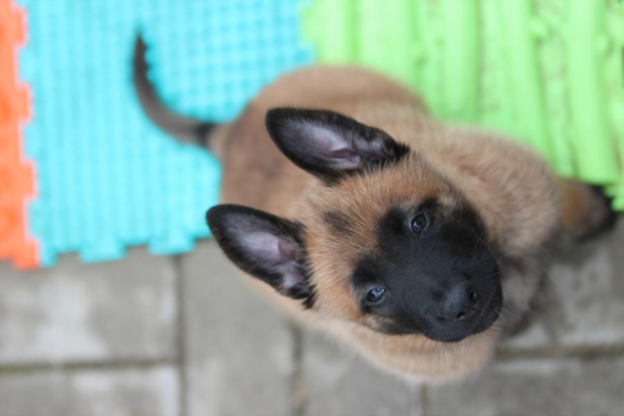 Famos Fritz (Herr Blau)